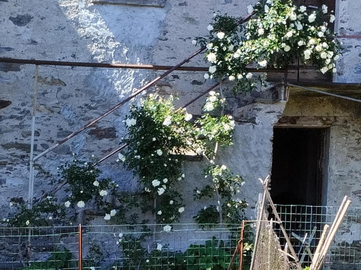 Ferienwohnung Il Forno Cossogno Exterior foto